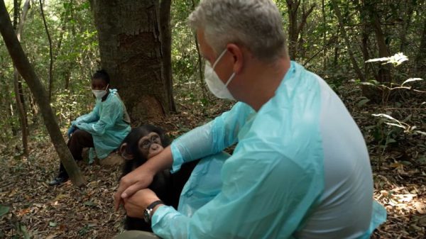 Сьерра-Леоне теряет свои леса. Этот заповедник пытается спасти шимпанзе и их жизненно важную среду обитания.