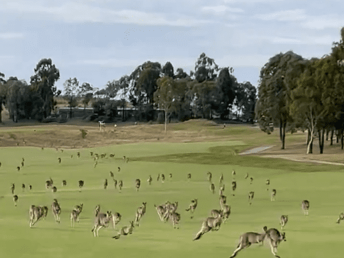 Толпа прыгающих кенгуру вторглась на поле для гольфа в викторианском стиле