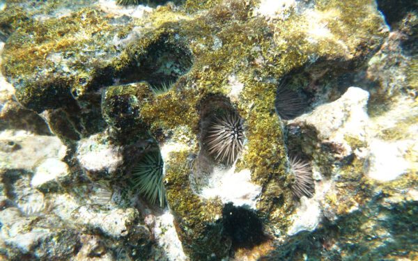 Взрыв популяции морских ежей грозит вытеснить коралловые рифы на Гавайях «за пределы возможности восстановления»