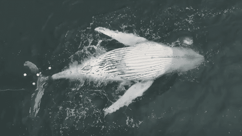 Власти получили шокирующее видео человека, стоящего на мертвом ките к югу от Сиднея