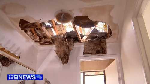 «Это просто ужасно»: огромное эвкалиптовое дерево рухнуло на семейный дом во время сильного шторма