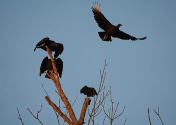 Спустя годы после того, как в Аргентине закрыли печально известный зоопарк, застрявших животных наконец-то спасают. Спустя годы после того, как в Аргентине закрыли печально известный зоопарк, застрявших животных наконец-то спасают.