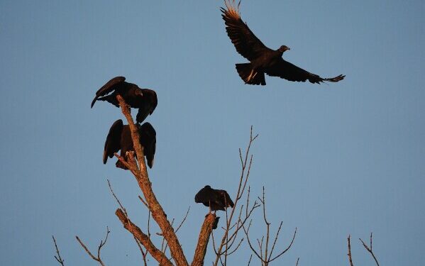 Спустя годы после того, как в Аргентине закрыли печально известный зоопарк, застрявших животных наконец-то спасают. Спустя годы после того, как в Аргентине закрыли печально известный зоопарк, застрявших животных наконец-то спасают.