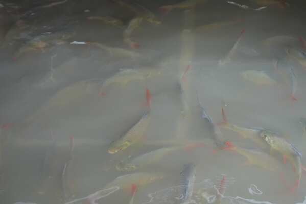 Затопленный ресторан в Таиланде порадовал посетителей плавающей рыбой