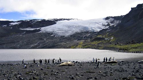 Смертельный штамм птичьего гриппа впервые достиг территории Австралии