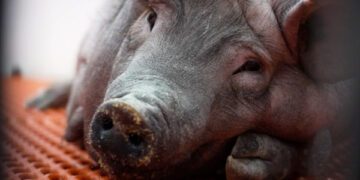 Врачи утверждают, что они «заметно приблизились» к возможности использования свиных почек для лечения людей.