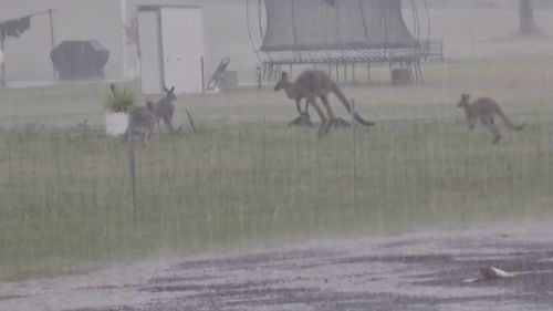 Мужчина погиб в результате падения дерева в результате непогоды в Новом Южном Уэльсе