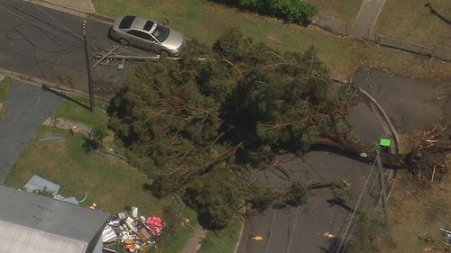 Мужчина погиб в результате падения дерева в результате непогоды в Новом Южном Уэльсе