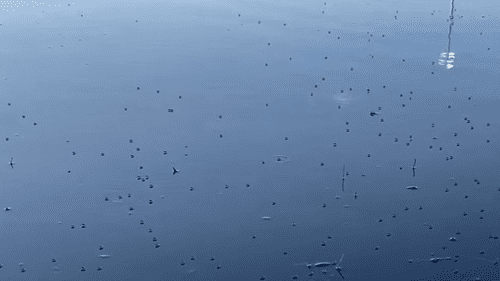 Вспышка комаров в популярном парке разделила совет, поскольку жители остались истекать кровью