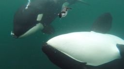 На кадрах, снятых с беспилотника в Мексике, запечатлено, как косатки охотятся на больших белых акул, чтобы съесть их печень. На кадрах, снятых с беспилотника в Мексике, запечатлено, как косатки охотятся на больших белых акул, чтобы съесть их печень.