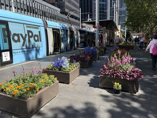 «Смешно дорого»: городской совет потратил почти 20 миллионов долларов на ящики для рассады