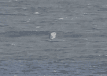 Страшный момент: большая белая акула напала на любителя покататься на фойлборде в популярном месте для серфинга