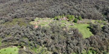 После побега Дези Фримена из кустарника раздался одиночный выстрел