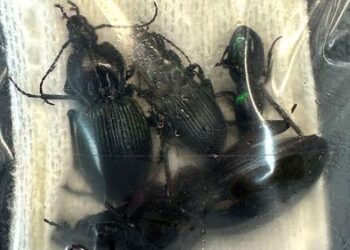 Студента поймали при попытке вывезти сотни насекомых из Австралии Студента поймали при попытке вывезти сотни насекомых из Австралии