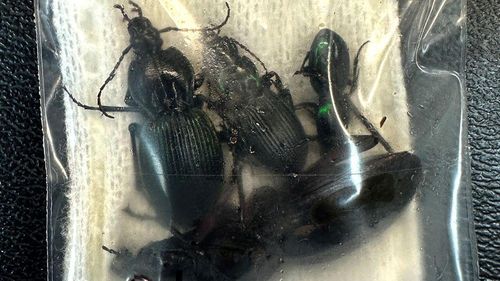 Студента поймали при попытке вывезти сотни насекомых из Австралии Студента поймали при попытке вывезти сотни насекомых из Австралии