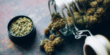 В этот День благодарения курильщики травки благодарны за «Зелёную среду»