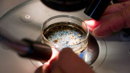 Вспышка сальмонеллёза в нескольких штатах может быть связана с устрицами. Что следует знать людям.