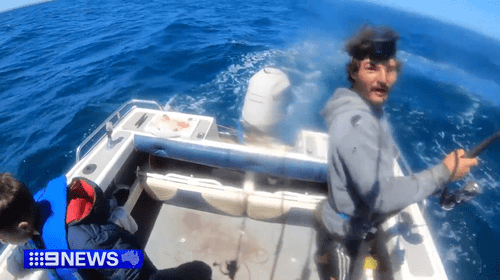 «Невероятные впечатления»: у берегов Барвон-Хедс поймали большую белую акулу.