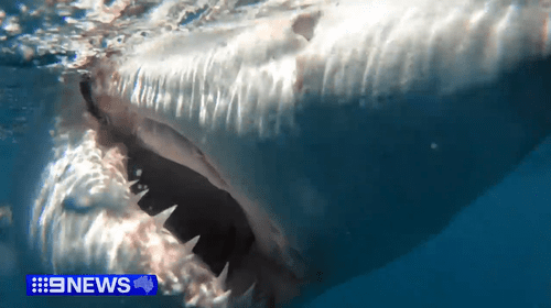 «Невероятные впечатления»: у берегов Барвон-Хедс поймали большую белую акулу.