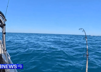 «Невероятные впечатления»: у берегов Барвон-Хедс поймали большую белую акулу. «Невероятные впечатления»: у берегов Барвон-Хедс поймали большую белую акулу.