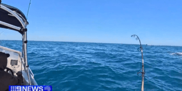 «Невероятные впечатления»: у берегов Барвон-Хедс поймали большую белую акулу.