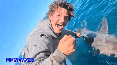 «Невероятные впечатления»: у берегов Барвон-Хедс поймали большую белую акулу.