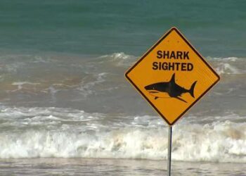 Смертельные нападения акул привели к запуску беспилотников на пляжах Нового Южного Уэльса стоимостью 2,5 млн долларов