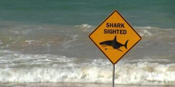 Смертельные нападения акул привели к запуску беспилотников на пляжах Нового Южного Уэльса стоимостью 2,5 млн долларов