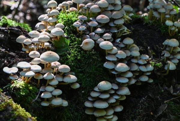 Добывайте пищу, не убивая своих гостей.