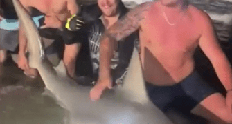 У побережья Квинсленда выловлена огромная бычья акула.