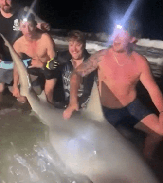 У побережья Квинсленда выловлена огромная бычья акула.