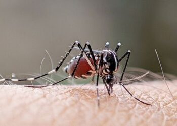 Предупреждение после обнаружения смертельной болезни в Австралии