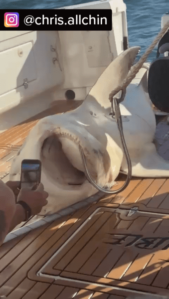 Рыбаки поймали 150-килограммовую бычью акулу в Сиднейской гавани.
