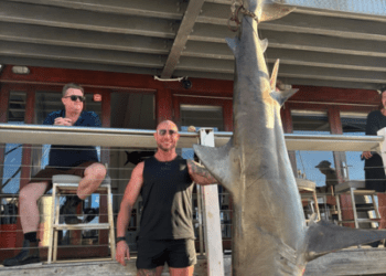 Рыбаки поймали 150-килограммовую бычью акулу в Сиднейской гавани.