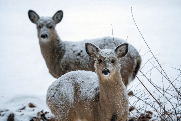 Кристи Ноэм относилась к FEMA как к противнику. Затем обрушился мощный зимний шторм.