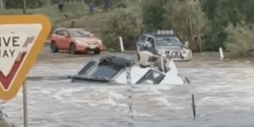 В результате продолжающегося повышения уровня воды в северном Квинсленде погибло более 16 000 голов скота.