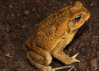 Падение одного из последних оплотов австралийской глубинки, защищавшего от тростниковых жаб.