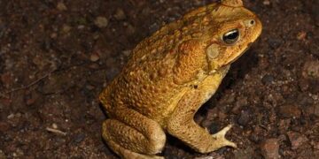 Падение одного из последних оплотов австралийской глубинки, защищавшего от тростниковых жаб.