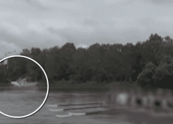 Шокирующее видео показывает, как акула выпрыгивает из реки Сидней рядом со школьными гребцами.