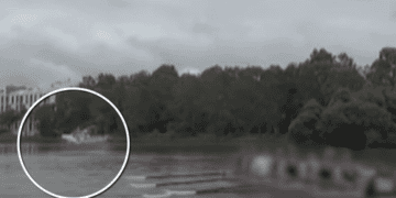 Шокирующее видео показывает, как акула выпрыгивает из реки Сидней рядом со школьными гребцами.