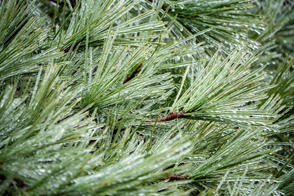 Грипп еще не закончился, поскольку новые данные свидетельствуют о возобновлении роста числа заражений.