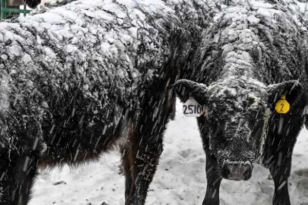 Грипп еще не закончился, поскольку новые данные свидетельствуют о возобновлении роста числа заражений.