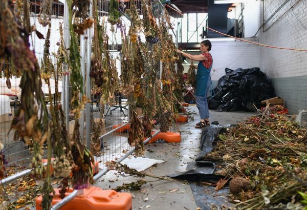 Три тонны цветов, принесенных скорбящими, будут превращены в произведение искусства в память о стрельбе на пляже Бонди.