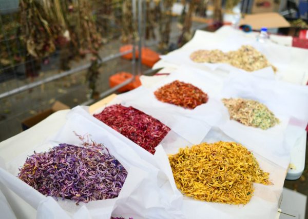 Три тонны цветов, принесенных скорбящими, будут превращены в произведение искусства в память о стрельбе на пляже Бонди.