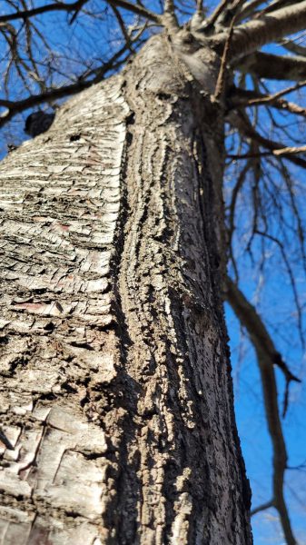 Что такое «взрывающиеся деревья»? Это зимнее явление может оказаться не тем, что вы думаете.