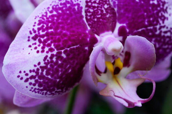 В Москве ранен в результате стрельбы заместитель начальника российской военной разведки.