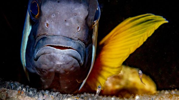 Невероятные снимки представлены на конкурсе «Подводный фотограф года 2026». Невероятные снимки представлены на конкурсе «Подводный фотограф года 2026».