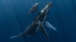 Невероятные снимки представлены на конкурсе «Подводный фотограф года 2026».