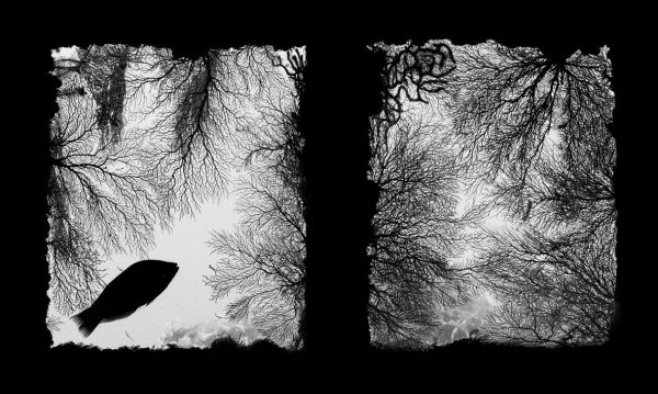 Невероятные снимки представлены на конкурсе «Подводный фотограф года 2026».