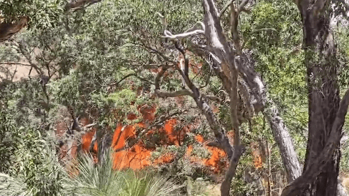 Для оказания помощи пожарным Южной Австралии в борьбе с масштабным лесным пожаром привлечены бригады из других штатов.